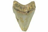 Serrated, Fossil Megalodon Tooth - North Carolina #295326-1